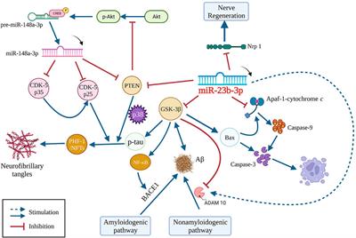 The potential of targeting microRNA-23b-3p signaling in Alzheimer’s disease: opinions on recent findings